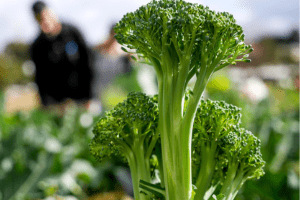Broccoli cancer prevention immunity