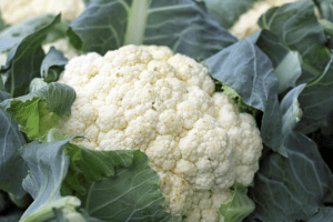 Fiber rich cauliflower digestion